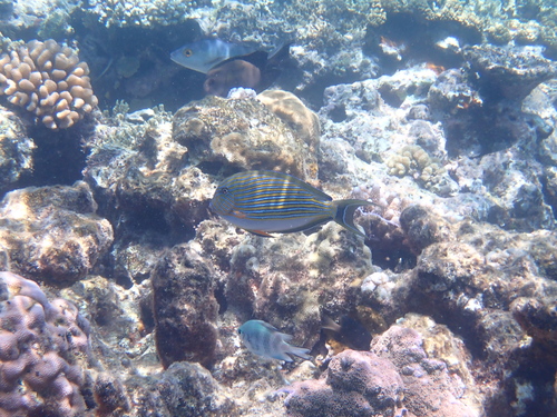 Acanthurus lineatus observed 2026-10-25