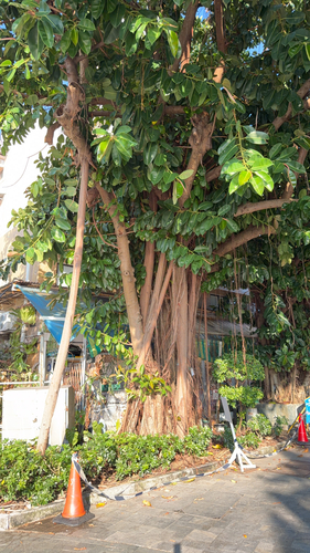 Ficus elastica observed 2026-10-25