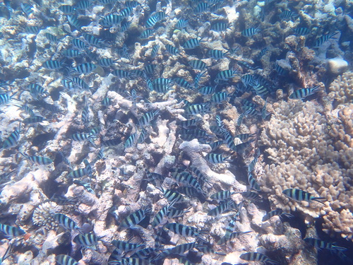 Abudefduf sexfasciatus observed 2026-10-25
