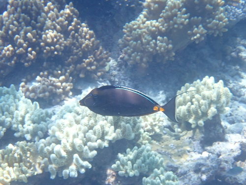 Prionurus observed 2026-10-25