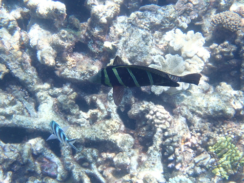 Zebrasoma veliferum observed 2026-10-25