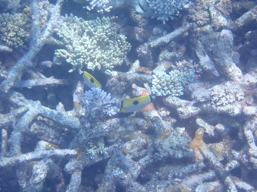 Chaetodon unimaculatus observed 2026-10-25