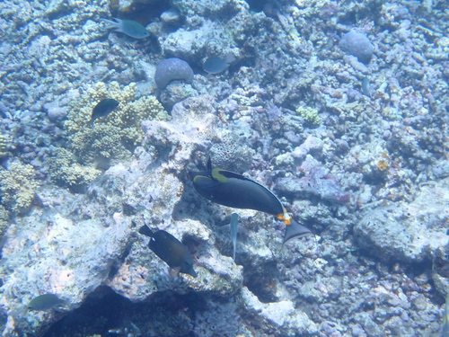 Prionurus observed 2026-10-25