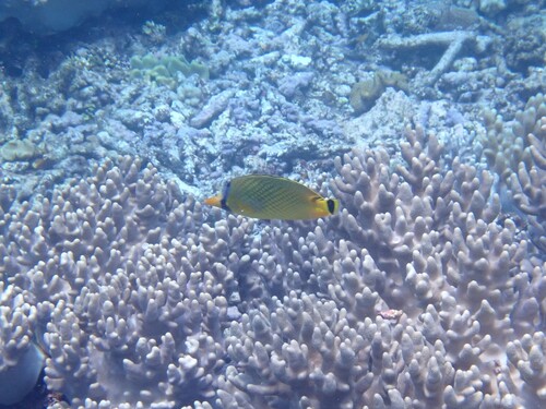 Chaetodon rafflesii observed 2026-10-25