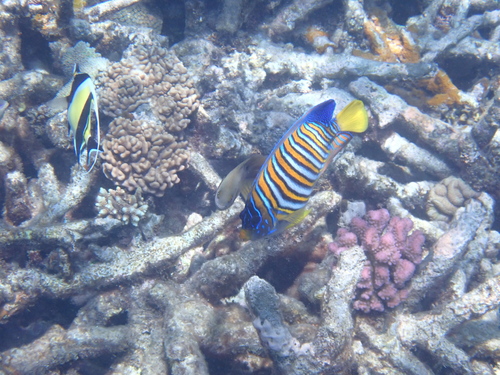 Pygoplites diacanthus observed 2026-10-25