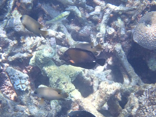 Zebrasoma scopas observed 2026-10-25