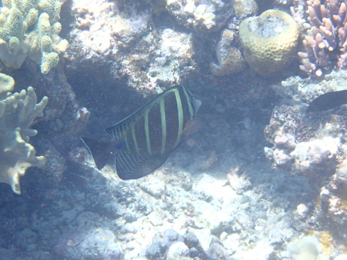 Zebrasoma veliferum observed 2026-10-25