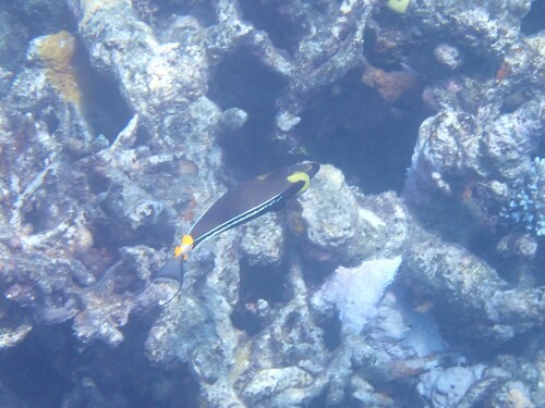 Prionurus observed 2026-10-25