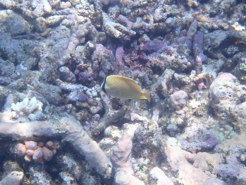 Chaetodon citrinellus observed 2026-10-25
