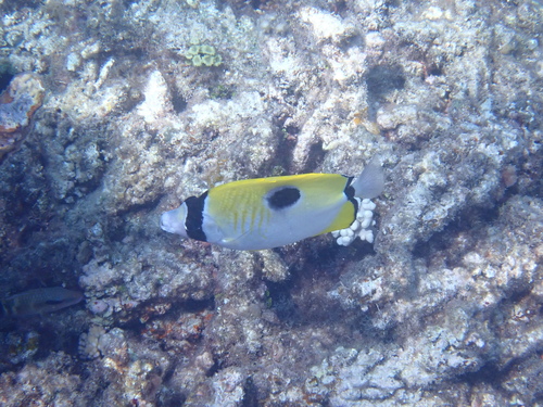 Chaetodon unimaculatus observed 2026-10-25