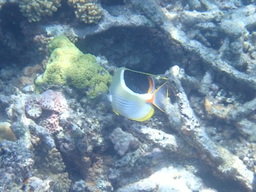 Chaetodon ephippium observed 2026-10-25