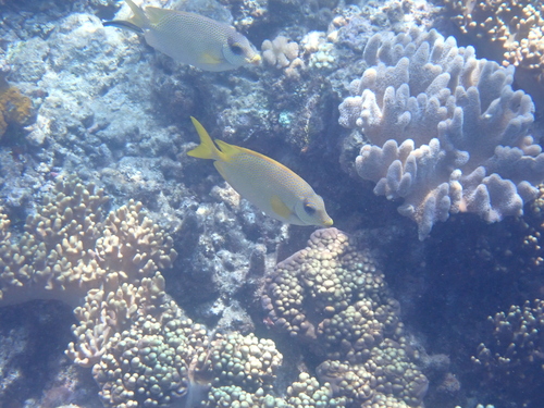 Siganus corallinus observed 2026-10-25