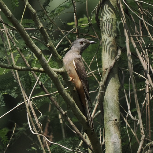 Cacomantis variolosus observed 2026-10-24