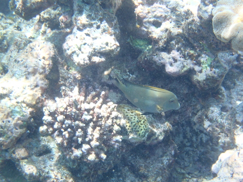 Ctenochaetus striatus observed 2026-10-25