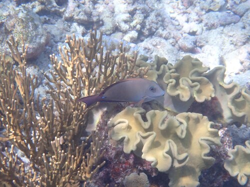 Acanthurus nigrofuscus observed 2026-10-25