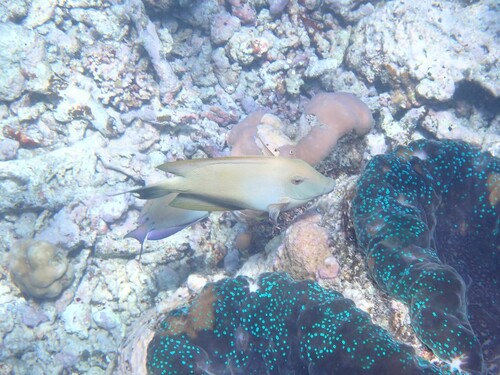 Ctenochaetus striatus observed 2026-10-25