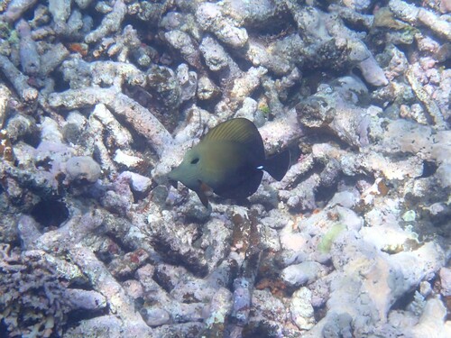 Zebrasoma scopas observed 2026-10-25