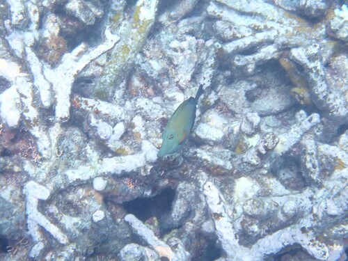 Zebrasoma scopas observed 2026-10-25