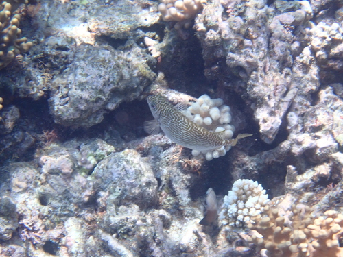 Siganus spinus observed 2026-10-25