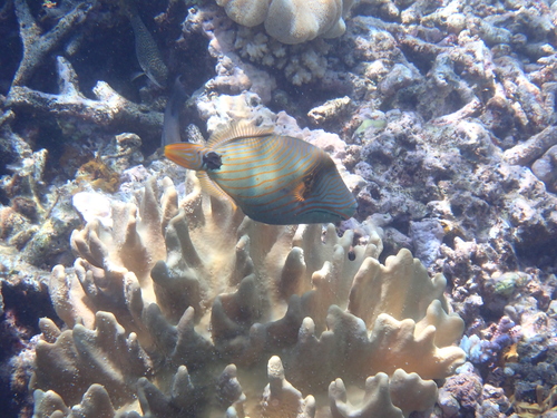 Balistapus undulatus observed 2026-10-25
