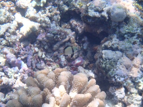 Dascyllus reticulatus observed 2026-10-25