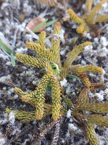 Austrolycopodium fastigiatum observed 2026-10-25