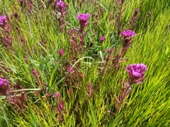 Castilleja ambigua humboldtiensis