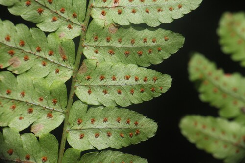 Dryopteris purpurascens observed 2026-10-19