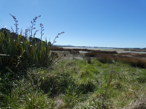 Phormium, 2026-10-25