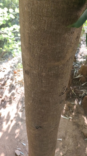 Jacaranda mimosifolia observed 2026-10-25
