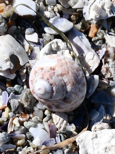 Steromphala albida observed 2026-10-18