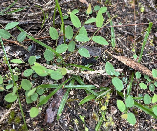 Bossiaea prostrata observed 2026-10-25