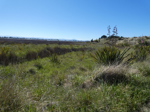 Phormium, 2026-10-25
