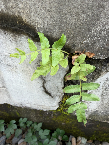 Goniopteris observed 2026-10-25