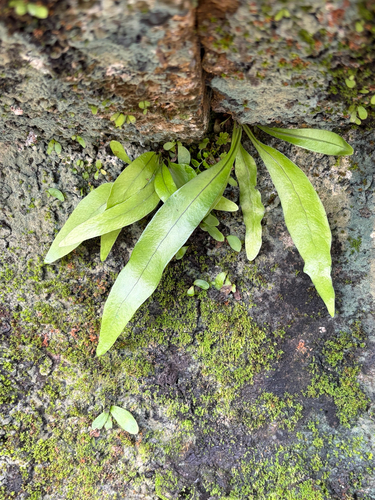 Microsorum punctatum observed 2026-10-25
