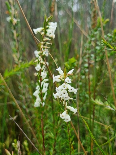 Epacris obtusifolia observed 2026-10-25