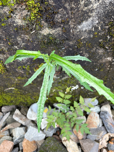 Ficus ampelos observed 2026-10-25