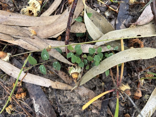 Bossiaea prostrata observed 2026-10-25
