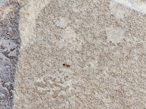Solenopsis geminata observed 2026-10-25