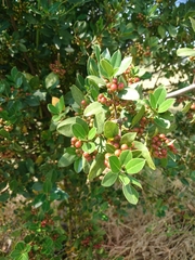 Magnoliopsida