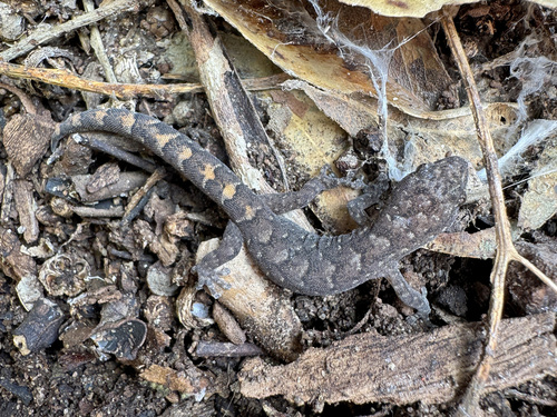 Phyllodactylus, 2026-10-25