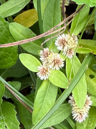 Alternanthera sessilis observed 2026-10-25