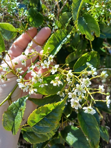 Rubus cissoides observed 2026-10-25