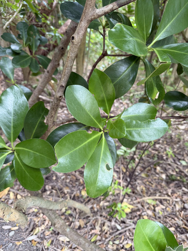 Corynocarpus laevigatus observed 2026-10-21