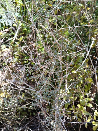 Neomyrtus pedunculata observed 2026-10-25
