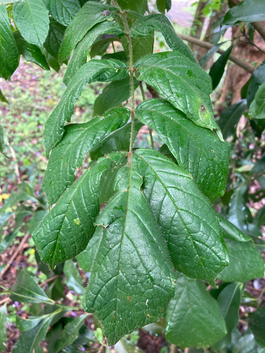 Spathodea campanulata observed 2026-10-25