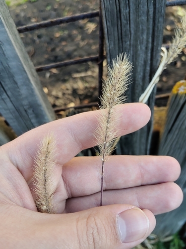Setaria viridis observed 2026-10-25