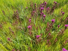 Castilleja ambigua humboldtiensis