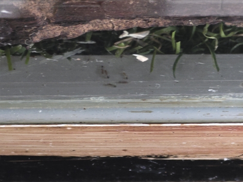 Monomorium destructor observed 2026-10-25
