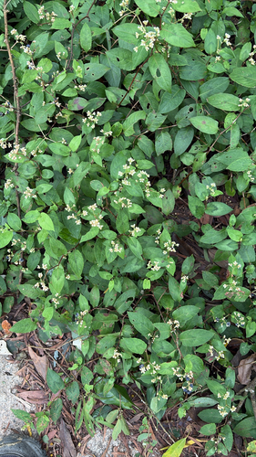 Persicaria chinensis observed 2026-10-25